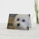 Search for bichon christmas cards Dog