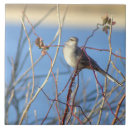 Search for mockingbird photography Birds