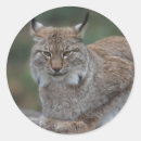 Search for bobcat stickers Big cat