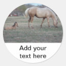 Search for pony stickers Foal