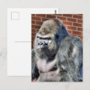 Search for funny gorilla postcards Gorillas