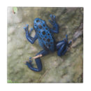 Search for frog tiles Amphibian
