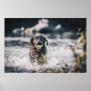 Search for play ball posters Puppy