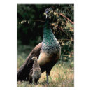 Search for chicks photography Animals