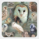 Search for nocturnal animal stickers Nature