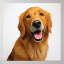 Search for golden retriever posters Animal