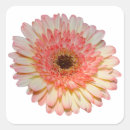 Search for gerber stickers Pink