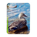 Search for dabble Bird