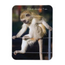 Search for monkey rectangular magnets Cute