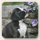 Search for dog show barware Bob and pam langrish