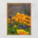 Search for reaching postcards Flowers