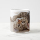 Search for tabby kitten mugs Domestic animals