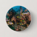Search for reefs badges Aquarium