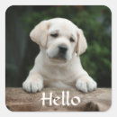 Search for labrador retriever puppy stickers Dogs
