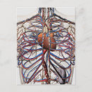 Search for immune system postcards Red