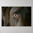 Search for chocolate lab posters Dog