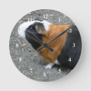 Search for guinea pig clocks Rodent
