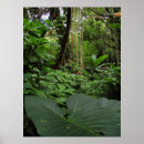 Search for rainforest posters Jungle