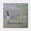 Search for geese magnets Canada goose