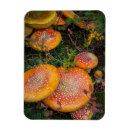 Search for gary magnets Red