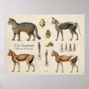 Search for cat anatomy posters Bones