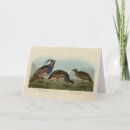 Search for partridges cards Illustration