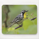 Search for throat mouse mats Nature
