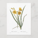 Search for flava Botanical