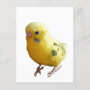 Search for budgie parakeet postcards Pet