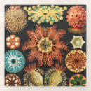 Search for marine coasters Ocean life
