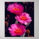 Search for cactus flower posters Botanical
