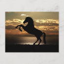 Search for colt postcards Equine