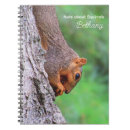 Search for nuts photography Rodent