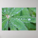 Search for dewdrops posters Rain