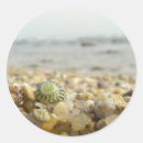 Search for macro shell Ocean
