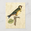 Search for neutral background postcards Bird