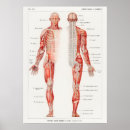 Search for anatomical posters Medical