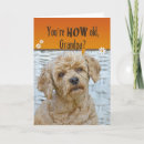 Search for cockapoo birthday cards Pet