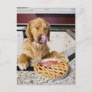 Search for satisfaction postcards Humour