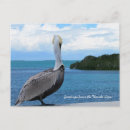 Search for florida keys postcards Bird