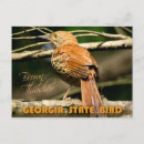 Search for brown eye postcards Bird