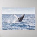 Search for jumping whale posters Ocean