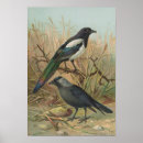 Search for jackdaws posters Nature