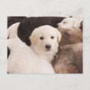 Search for piles postcards Cute