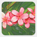 Search for pink frangipani stickers Flowers