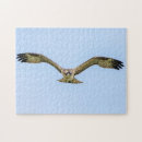 Search for osprey bird puzzles Animal