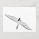 Search for wingspan postcards Nature