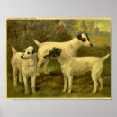 Search for fox terrier posters Canine
