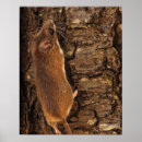 Search for mouse tree posters Nature