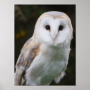 Search for barn owl posters Bird of prey